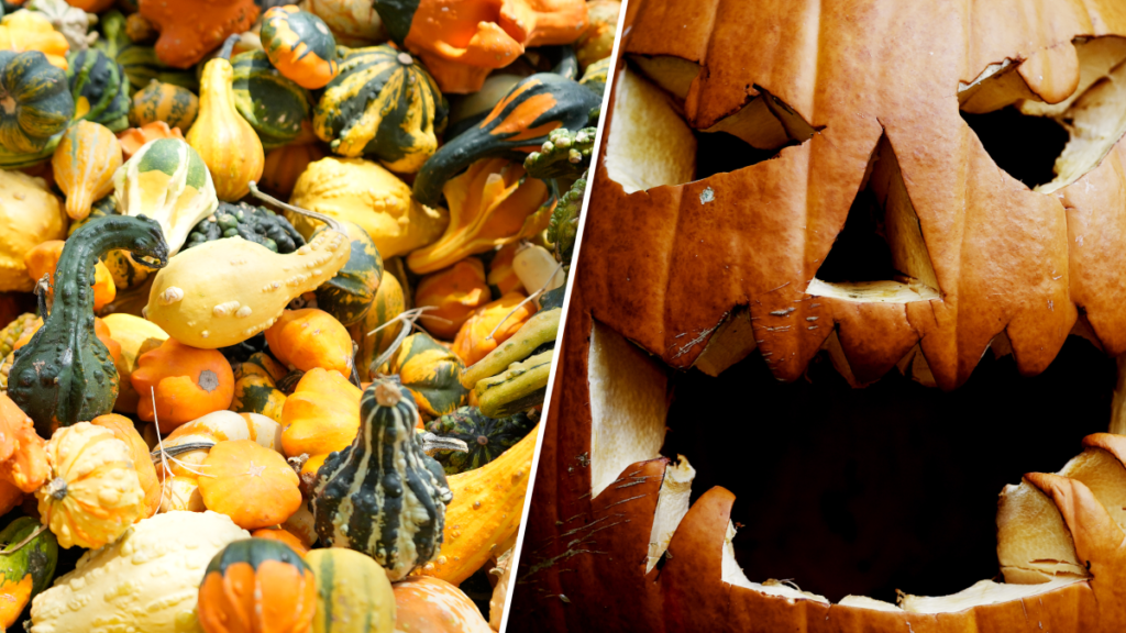 How to donate and dispose of pumpkins in the DC area - NBC4 Washington